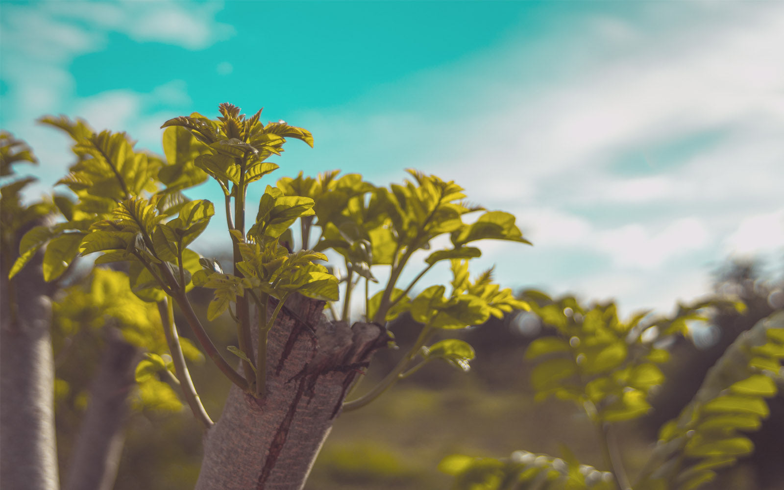 About Herbalize Store UK