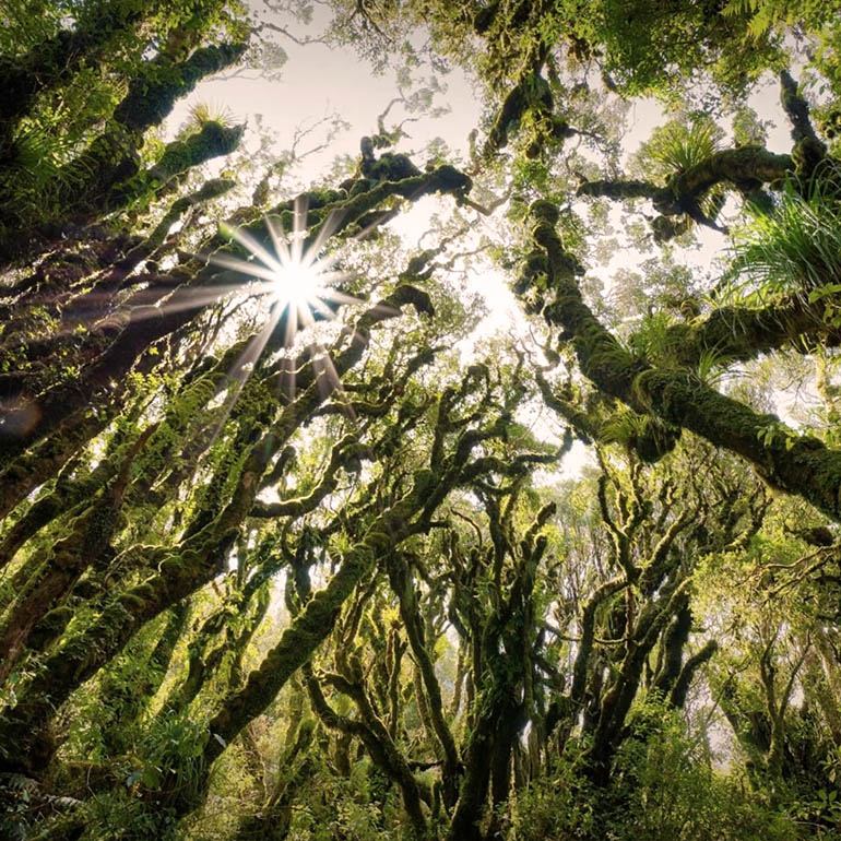 Donation to One Tree Planted