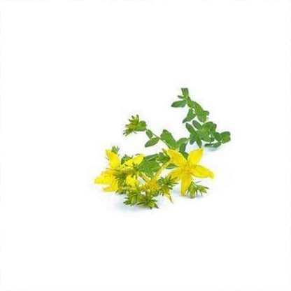 St Johns Wort Organic